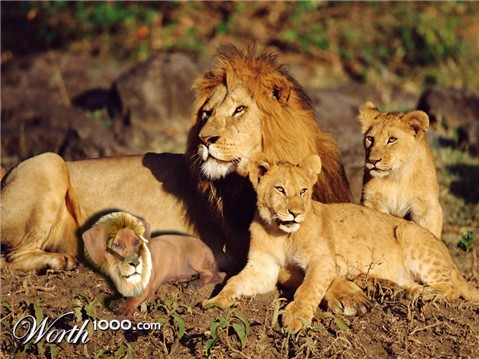 Photoshop Design by koradan