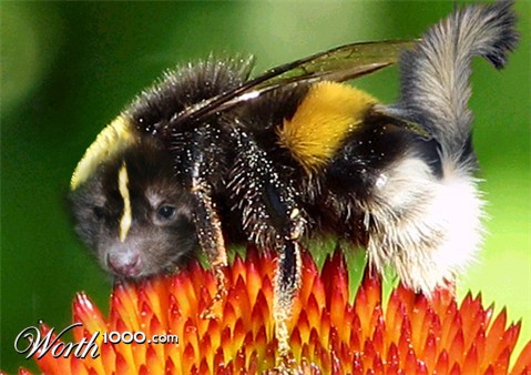 Photoshop Design by evolutional