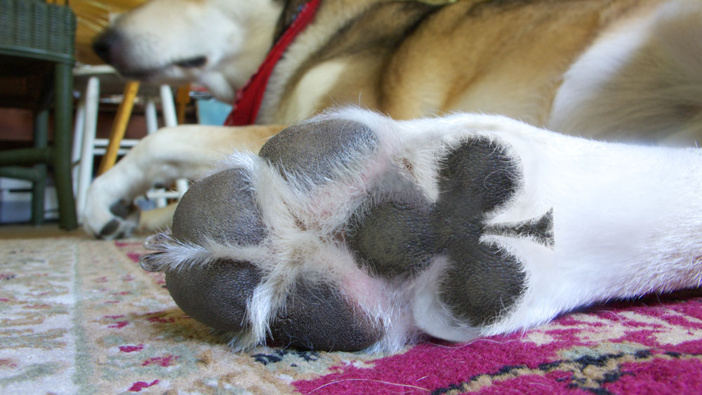 Photoshop Design by stringcheese for DesignCrowd (Community Contests) | Design #9009427