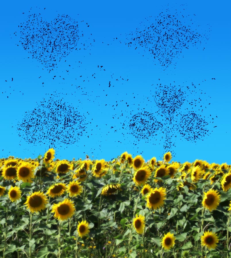 Photoshop Design by pdoggdizzle for DesignCrowd (Community Contests) | Design #9009466