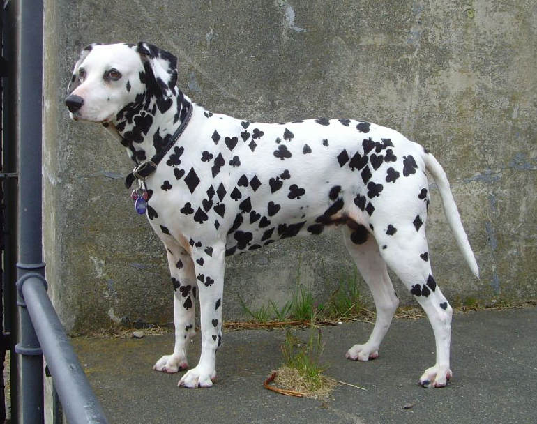 Photoshop Design by Qofcheez for DesignCrowd (Community Contests) | Design #9009496