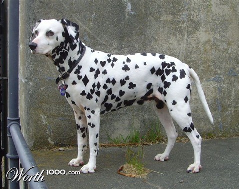 Photoshop Design by Qofcheez