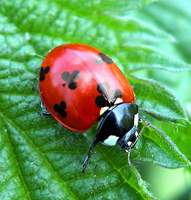 Photoshop Design by Hasilein for DesignCrowd (Community Contests) | Design #9009442