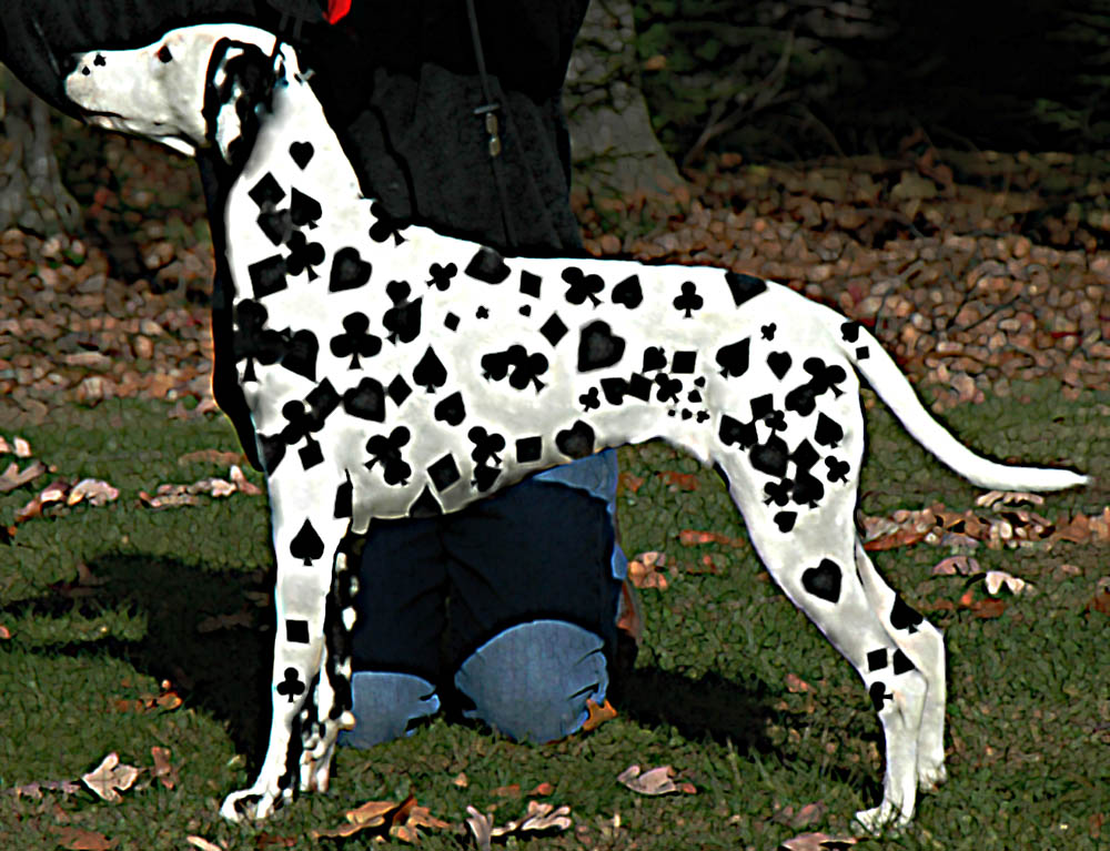 Photoshop Design by Livett for DesignCrowd (Community Contests) | Design #9009579