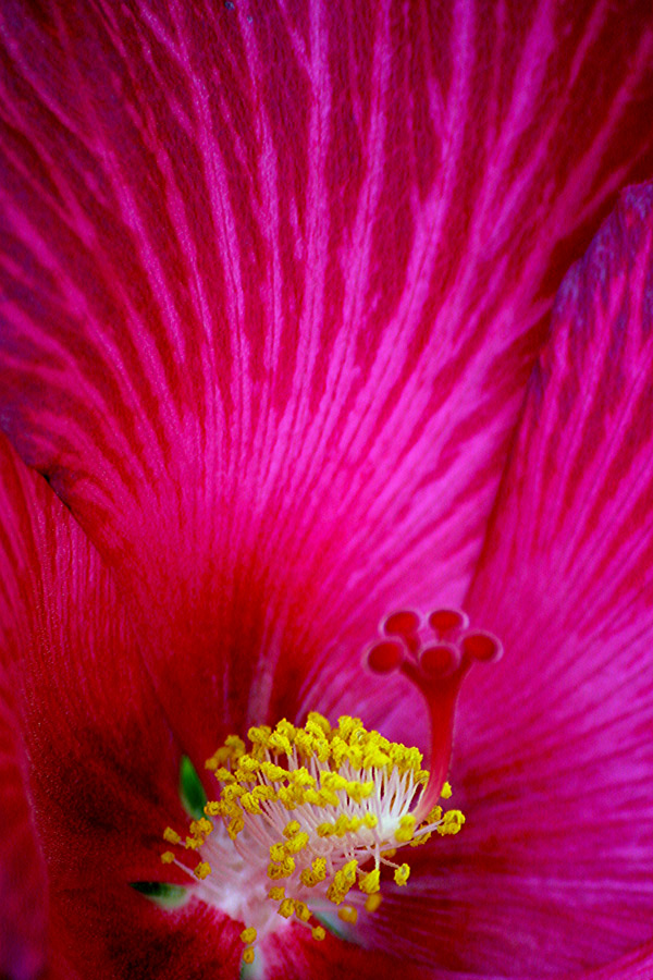 Photographie par Viciousvixievenus pour DesignCrowd (Community Contests) | Design #9008465