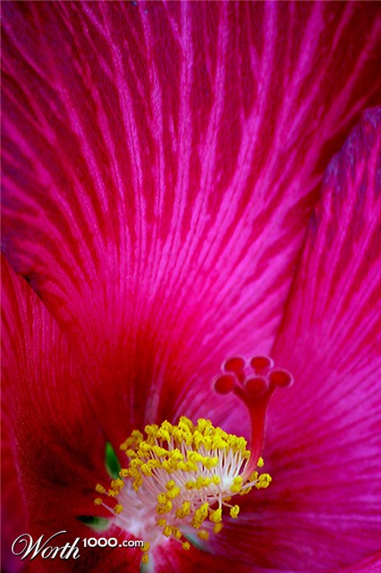 Photography by Viciousvixievenus