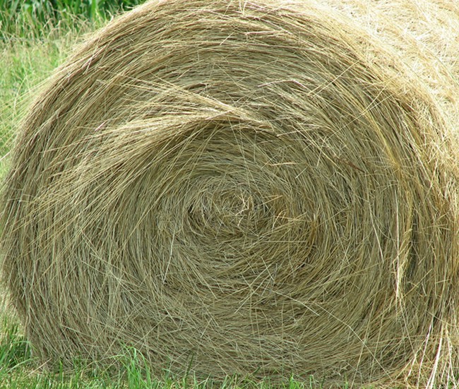 Fotografie von timpeeler37 für DesignCrowd (Community Contests) | Design #9008468