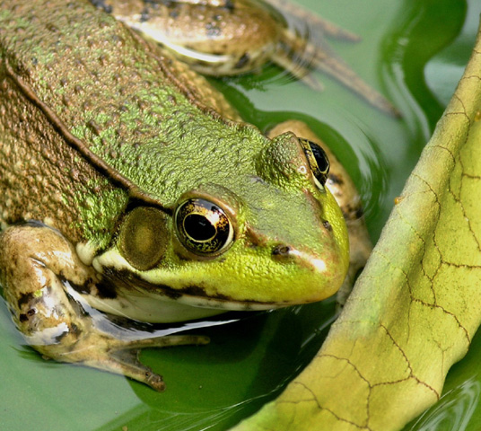 Fotografie von miarose59 für DesignCrowd (Community Contests) | Design #9012872