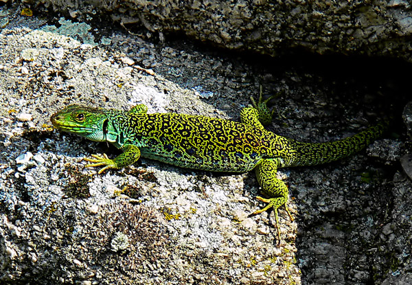 Fotografía por alicina para DesignCrowd (Community Contests) | Diseño #9012880