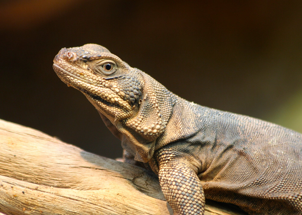 Fotografía por drdonallen para DesignCrowd (Community Contests) | Diseño #9012895