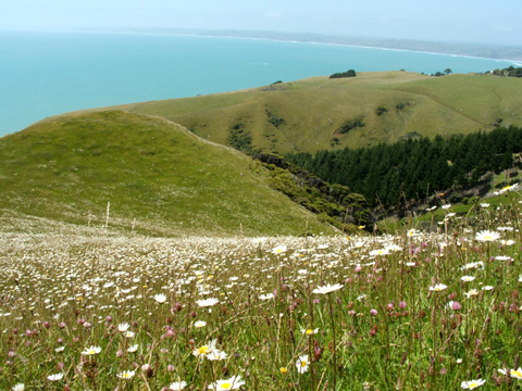 Photographie par nzkiwi pour DesignCrowd (Community Contests) | Design #9008519