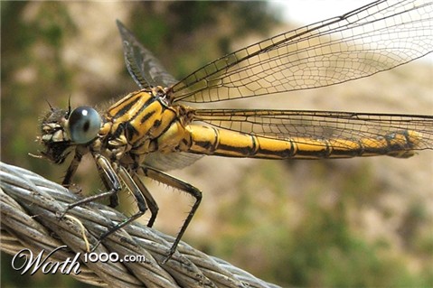 Photography by GreyElf