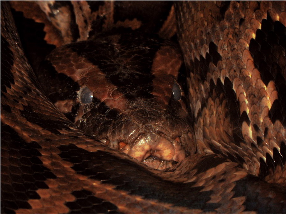 Photography by samartian for DesignCrowd (Community Contests) | Design #9012951