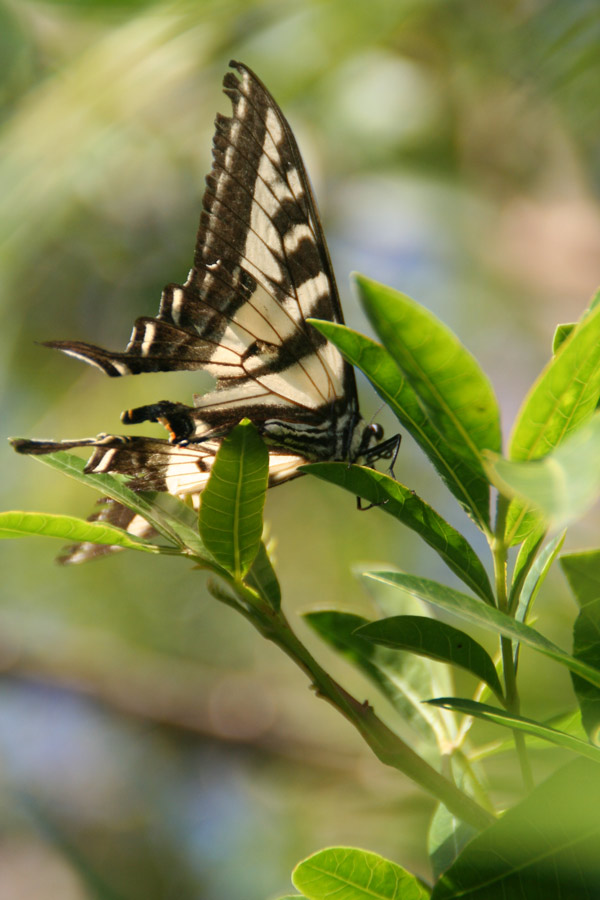 Photography by 7ty6photography for DesignCrowd (Community Contests) | Design #9004608