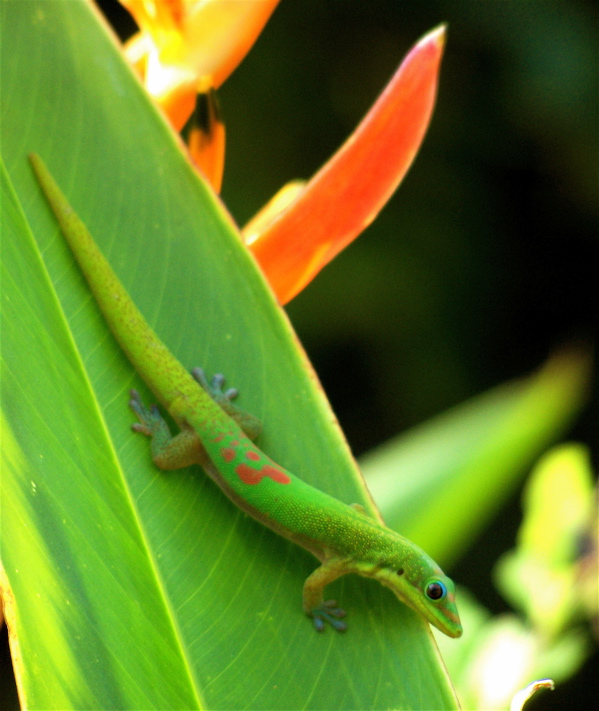 Fotografía por drewciferpics para DesignCrowd (Community Contests) | Diseño #9012936