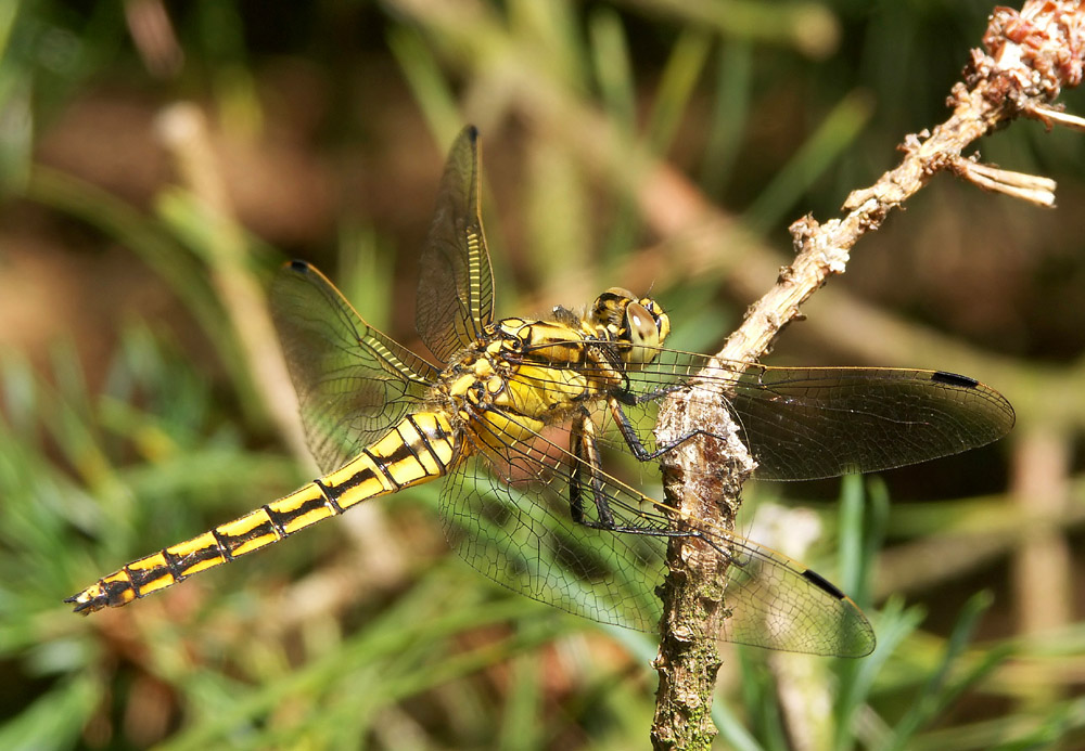 Fotografie von Rouwkema für DesignCrowd (Community Contests) | Design #9004634