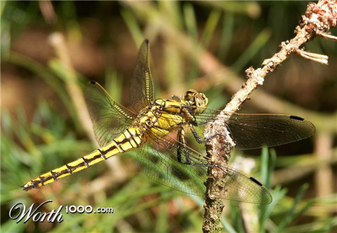 Photography by Rouwkema