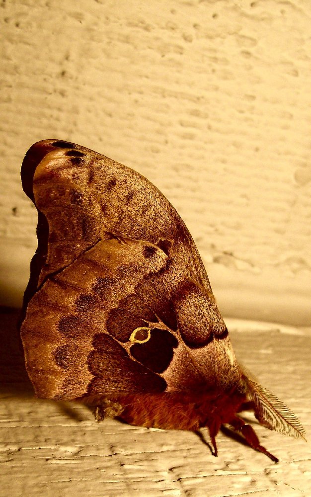 Photography by cassieniccole for DesignCrowd (Community Contests) | Design #9004649