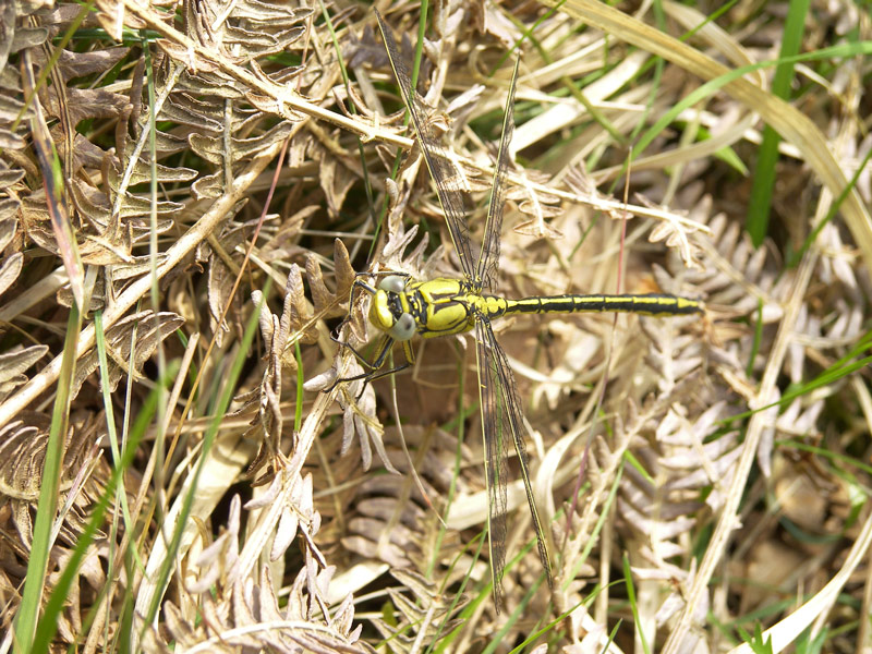 Photography by lais98 for DesignCrowd (Community Contests) | Design #9004639