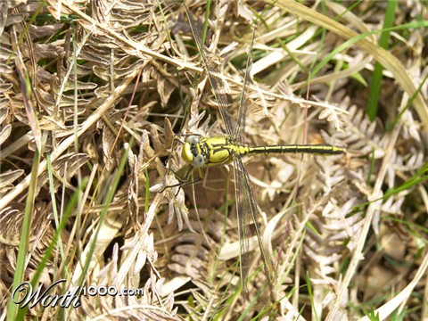 Photography by lais98