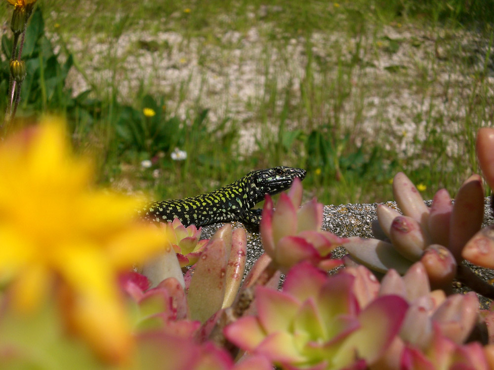 Photographie par Gattophilia pour DesignCrowd (Community Contests) | Design #9012931