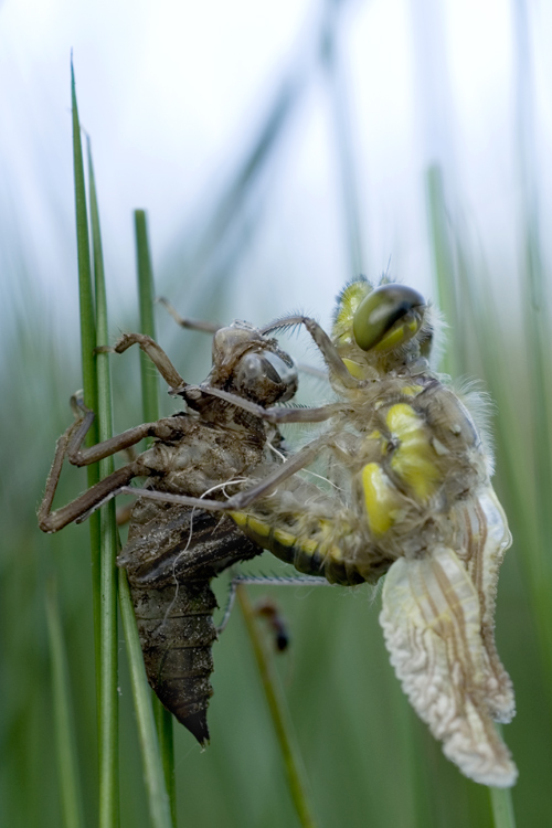 Fotografía por Marian para DesignCrowd (Community Contests) | Diseño #9004619