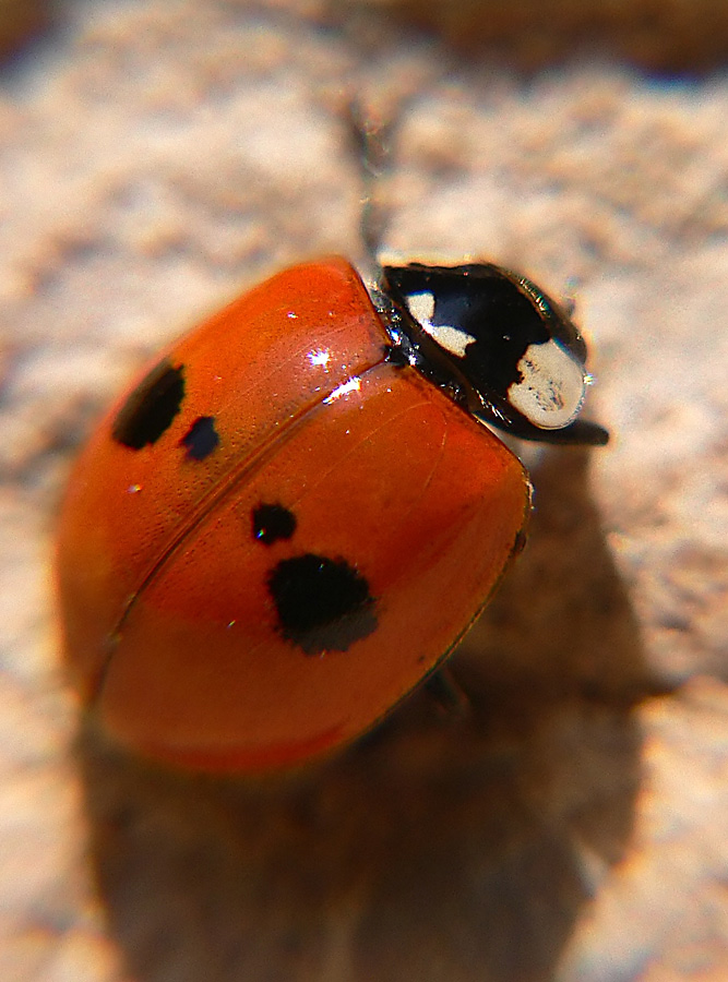 Fotografía por jandreu para DesignCrowd (Community Contests) | Diseño #9004630