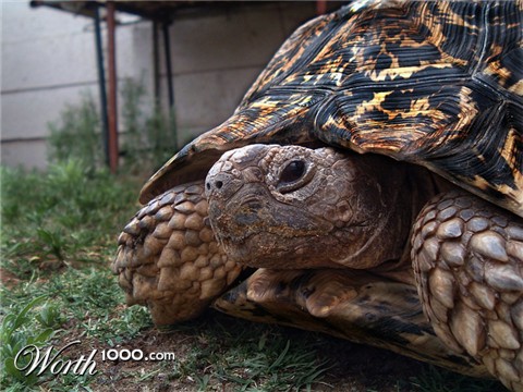 Photography by SerenePhoenix