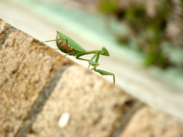 Photographie par nzkiwi pour DesignCrowd (Community Contests) | Design #9004753