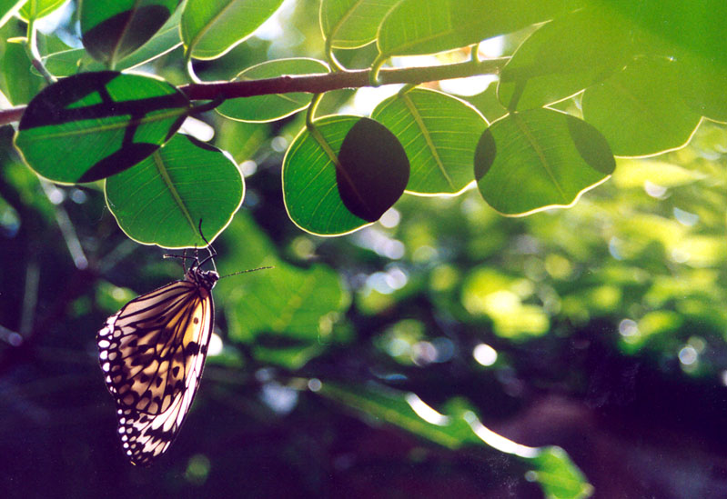 Photography by brendaisbored for DesignCrowd (Community Contests) | Design #9004717