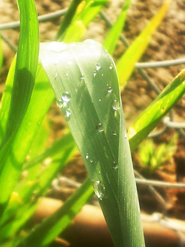 Photography by liberty2007crusader for DesignCrowd (Community Contests) | Design #9004555