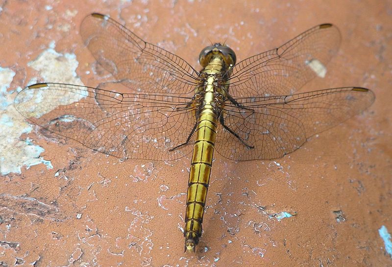 Fotografía por santoshnc para DesignCrowd (Community Contests) | Diseño #9004765