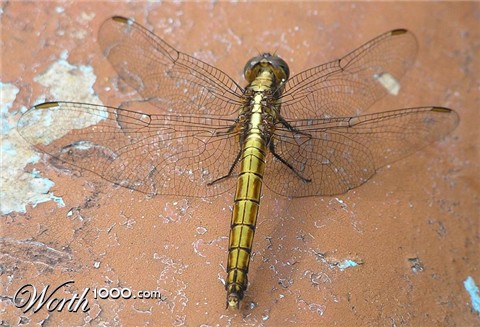 Photography by santoshnc