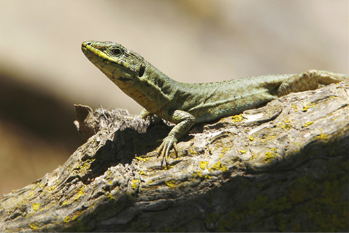 Photography by Marthese for DesignCrowd (Community Contests) | Design #9012985