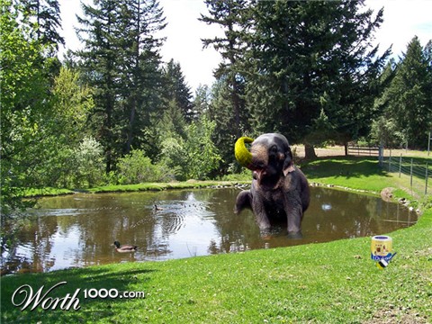 Photoshop Design by WiseMonkey