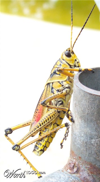 Photography by Schapie