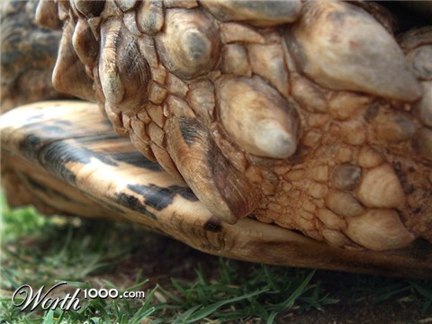 Photography by SerenePhoenix