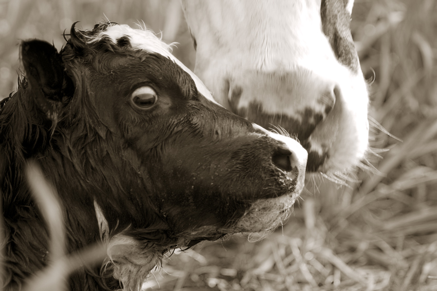 Fotografía por Marian para DesignCrowd (Community Contests) | Diseño #9008532