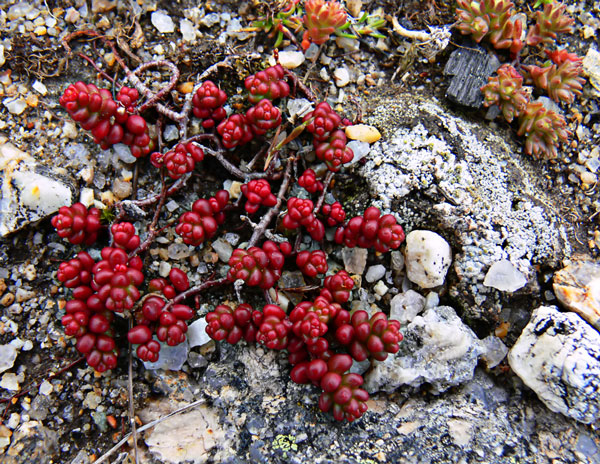 Photography by alicina for DesignCrowd (Community Contests) | Design #9004565