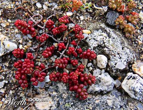 Photography by alicina