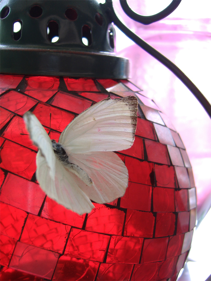 Fotografía por ruhtnf4me para DesignCrowd (Community Contests) | Diseño #9004740