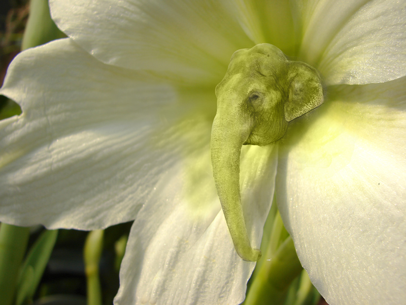 Design Photoshop par sherylphotomagic pour DesignCrowd (Community Contests) | Design #9003626