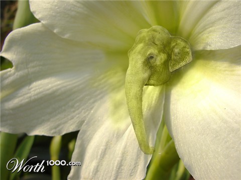 Photoshop Design by sherylphotomagic