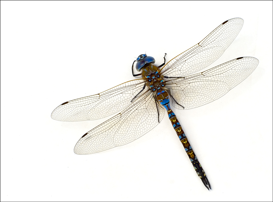 Photography by xakpeet for DesignCrowd (Community Contests) | Design #9004662