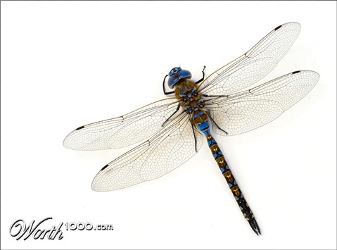 Photography by xakpeet