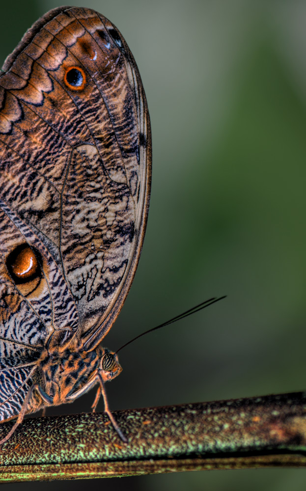 Fotografie von chatwin68 für DesignCrowd (Community Contests) | Design #9004751