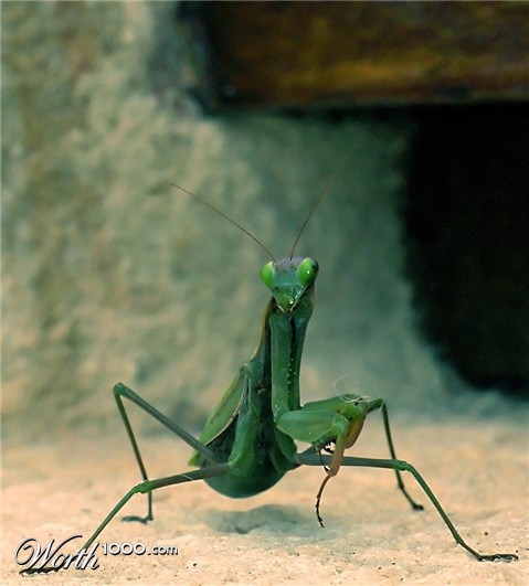 Photography by AsierReisa