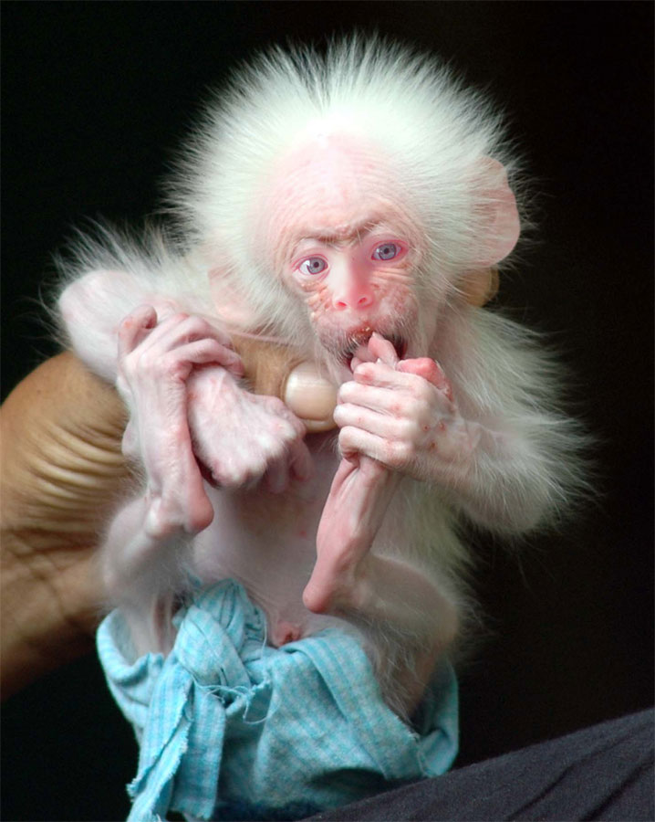 Photoshop Design by underworth for DesignCrowd (Community Contests) | Design #9010404