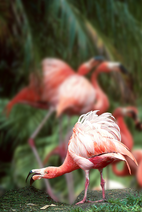 Diseño de Photoshop por oaydin para DesignCrowd (Community Contests) | Diseño #9010399