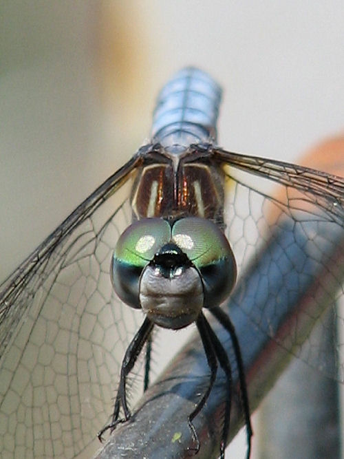 Photography by angel2kiss for DesignCrowd (Community Contests) | Design #9004687